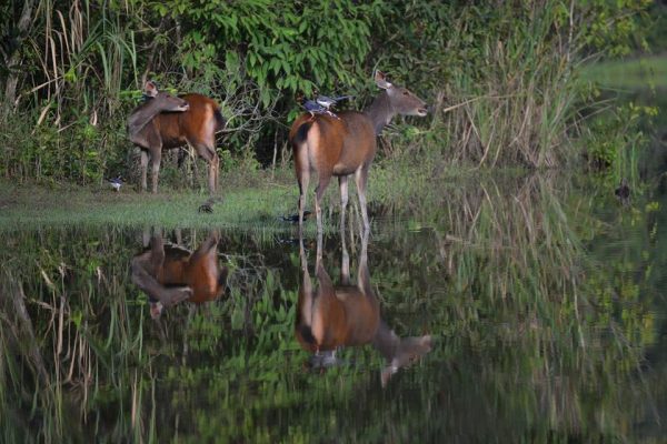 เขตรักษาพันธุ์สัตว์ป่าภูเขียว (ทุ่งกะมัง) เขตรักษาพันธุ์สัตว์ป่าภูเขียว (ทุ่งกะมัง)